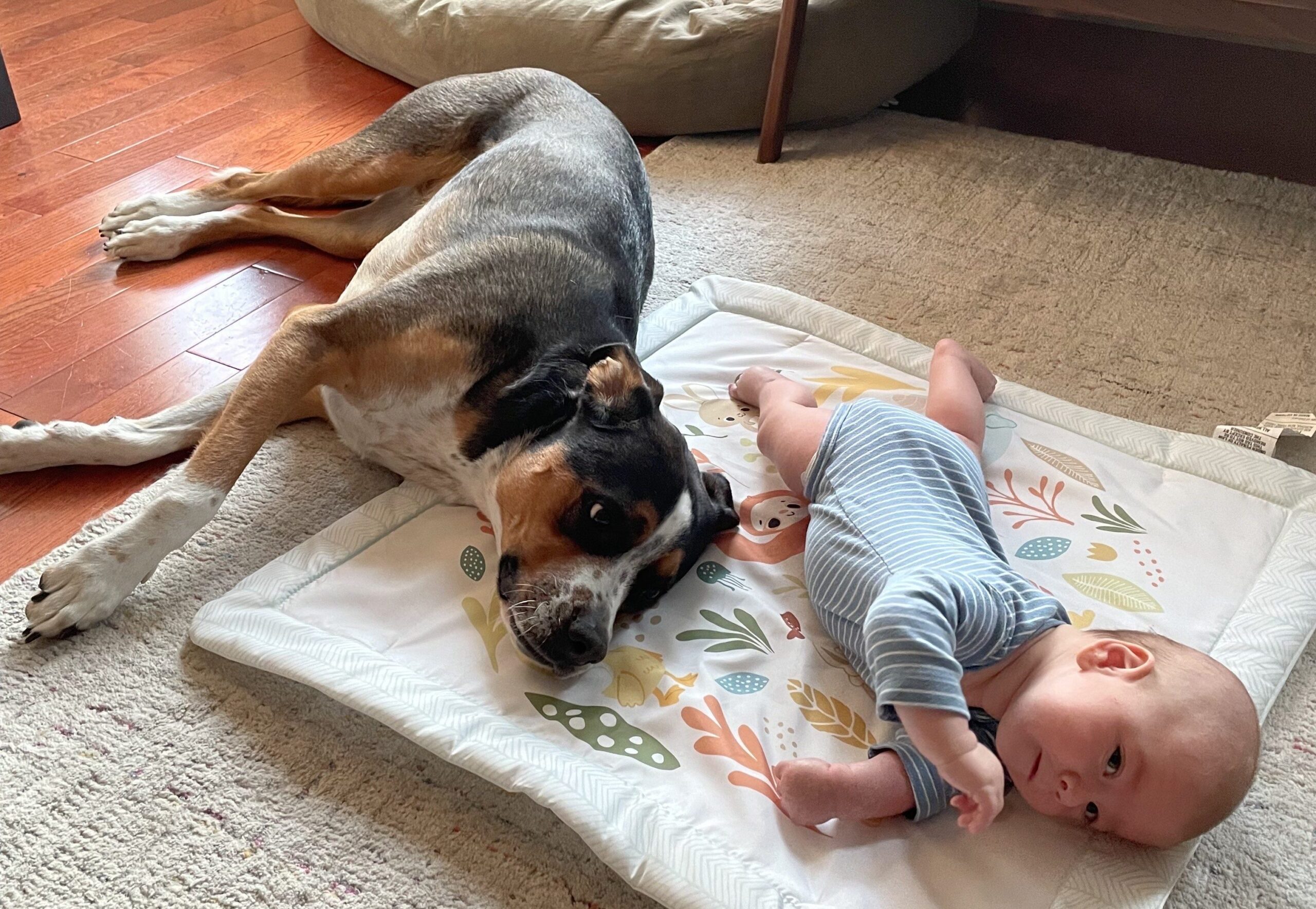 Bringing Up Babies How To Build A New Family Dynamic When Your Dog Is No Longer The Center Of Attention