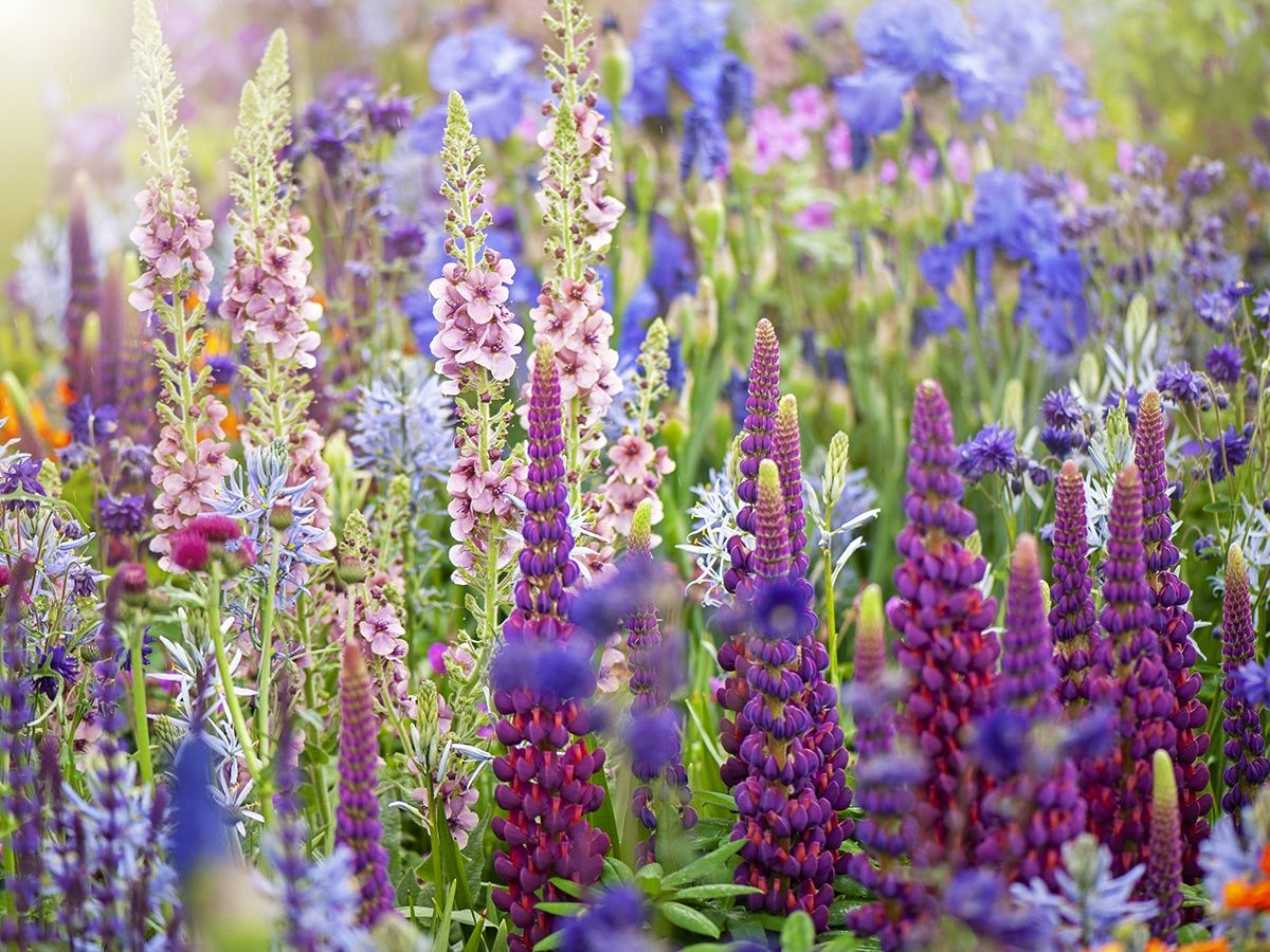 Flowers Crossword A Secret Gardener s Puzzle Gardening Know How
