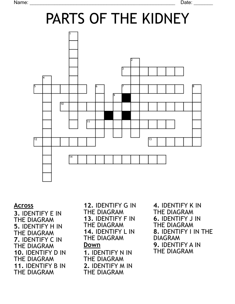 PARTS OF THE KIDNEY Crossword WordMint