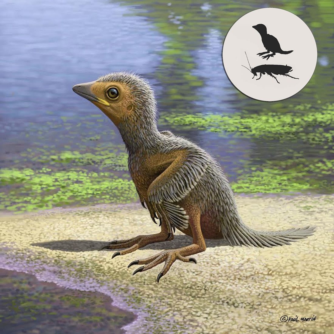 This Is One Of The Tiniest Ancient Birds And It Lived Alongside Giant Dinosaurs Live Science