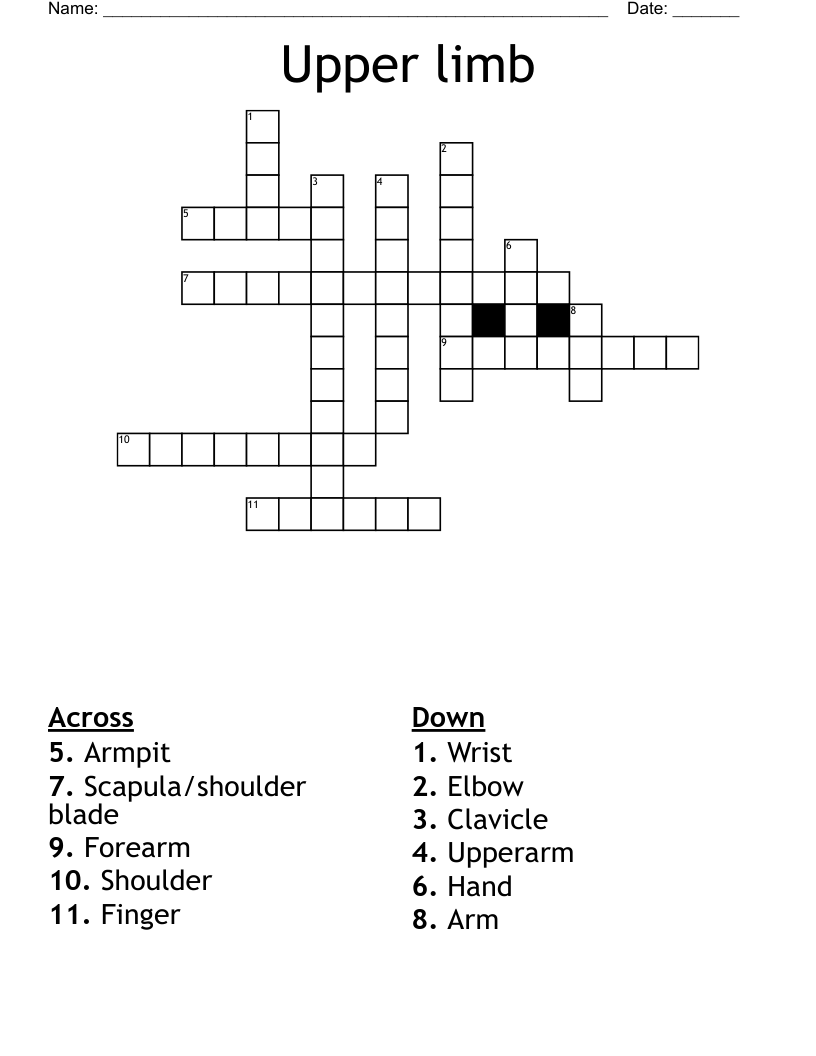 Upper Limb Crossword WordMint